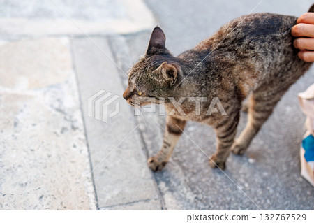 Island cats abound in the alleys and on Mt. Ontake. Zamami Port, Zamami Island, Kerama Islands, Shimajiri District, Okinawa Prefecture - 2025 132767529
