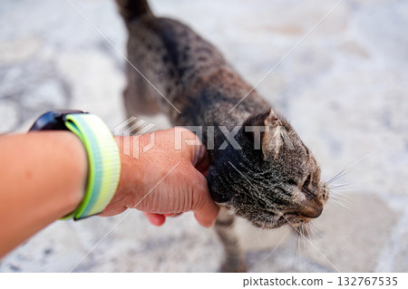 Island cats abound in the alleys and on Mt. Ontake. Zamami Port, Zamami Island, Kerama Islands, Shimajiri District, Okinawa Prefecture - 2025 132767535
