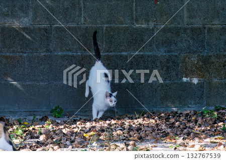 Island cats abound in the alleys and on Mt. Ontake. Zamami Port, Zamami Island, Kerama Islands, Shimajiri District, Okinawa Prefecture - 2025 132767539