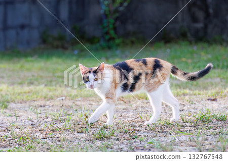 Island cats abound in the alleys and on Mt. Ontake. Zamami Port, Zamami Island, Kerama Islands, Shimajiri District, Okinawa Prefecture - 2025 132767548