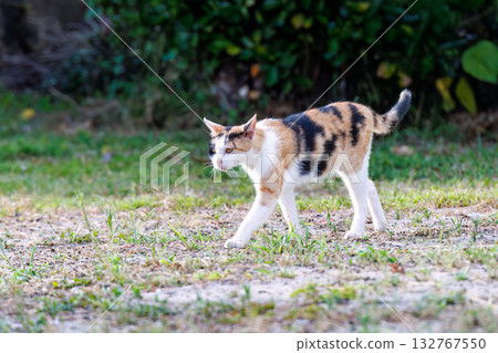 Island cats abound in the alleys and on Mt. Ontake. Zamami Port, Zamami Island, Kerama Islands, Shimajiri District, Okinawa Prefecture - 2025 132767550
