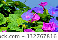 牽牛花 牽牛花 132767816