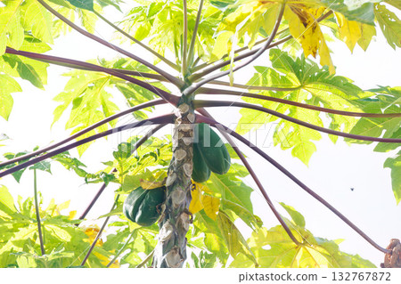 旅館花園裡種植的一棵木瓜樹。沖繩縣島尻郡慶良間群島座間味島座間味港 - 2025 旅館花園裡種植的一棵木瓜樹。沖繩縣島尻郡慶良間群島座間味島座間味港 - 2025 132767872