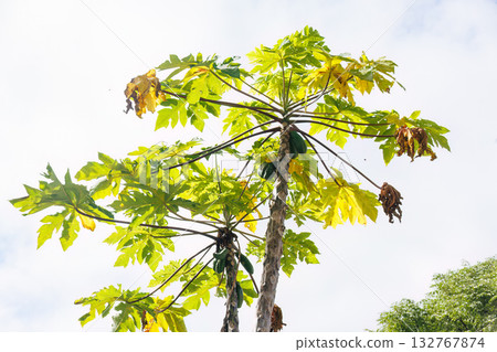 A papaya tree planted in the inn's garden. Zamami Port, Zamami Island, Kerama Islands, Shimajiri District, Okinawa Prefecture - 2025 A papaya tree planted in the inn's garden. Zamami Port, Zamami Island, Kerama Islands, Shimajiri District, Okinawa Prefecture - 2025 132767874