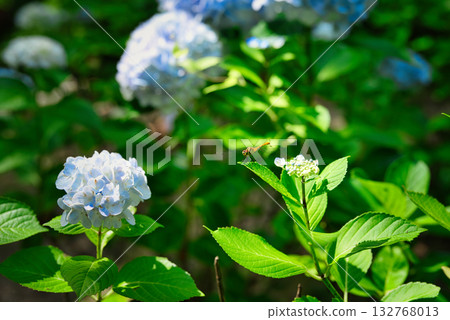 A dragonfly lands among hydrangeas 132768013