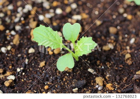 The cotyledons and main leaves of a turnip emerging from the soil The cotyledons and main leaves of a turnip emerging from the soil 132768023