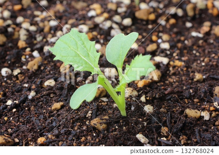 清晨的陽光下，蕪菁的子葉和主葉閃閃發光，顯得格外鮮嫩。 132768024