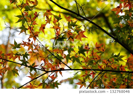 Autumn leaves shining in the autumn sun Autumn leaves shining in the autumn sun 132768046
