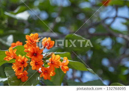 Geiger Tree Rose Flowers Beautiful Tulips Flowers Blooming Outdoors Garden Geiger Tree Rose Flowers Beautiful Tulips Flowers Blooming Outdoors Garden 132768095