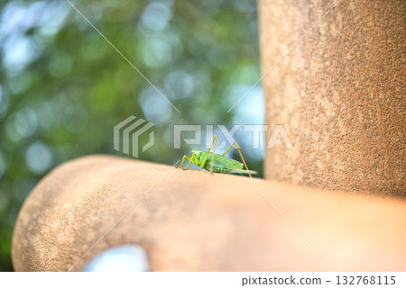 A grasshopper landed on a playground equipment A grasshopper landed on a playground equipment 132768115