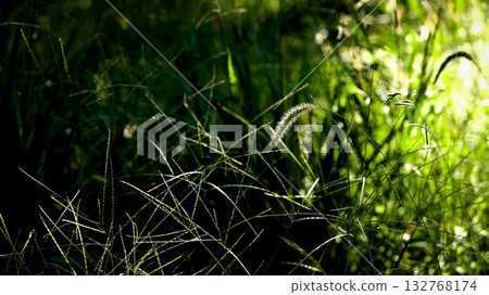 Background material: Autumn grass 132768174
