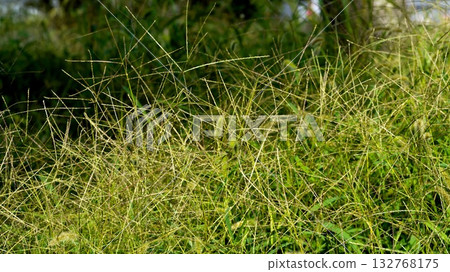 Background material: Autumn grass 132768175