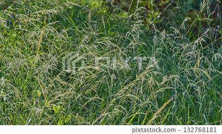 Background material: Autumn grass Background material: Autumn grass 132768181