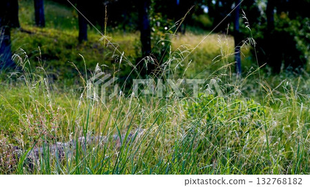 Background material: Autumn grass Background material: Autumn grass 132768182