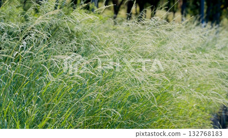 Background material: Autumn grass Background material: Autumn grass 132768183