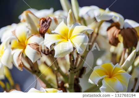 Plumeria flowers in the garden of a guesthouse. Zamami Port, Zamami Island, Kerama Islands, Shimajiri District, Okinawa Prefecture - 2025, 40km west of the main island of Okinawa 132768194