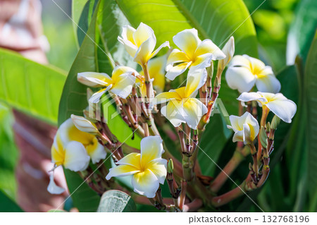 民宿花園裡的雞蛋花。座間味港，座間味島，慶良間群島，島尻郡，沖繩縣 - 2025，位於沖繩本島以西40公里處。 132768196