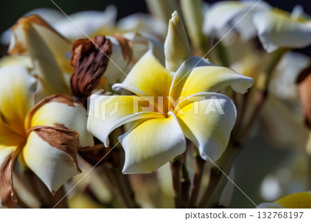 民宿花園裡的雞蛋花。座間味港，座間味島，慶良間群島，島尻郡，沖繩縣 - 2025，位於沖繩本島以西40公里處。 132768197