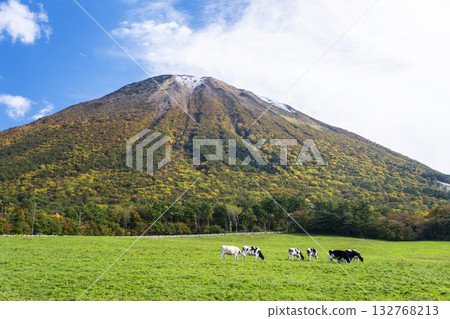秋色正濃的大山山上，牛群在大山牧場牛奶村附近悠閒地吃草。 132768213