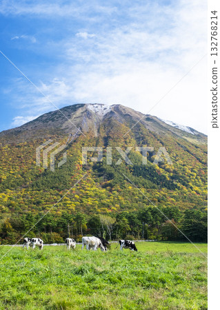 Cows grazing on Mt. Daisen in autumn colors near Mt. Daisen Makiba Milk Village Cows grazing on Mt. Daisen in autumn colors near Mt. Daisen Makiba Milk Village 132768214