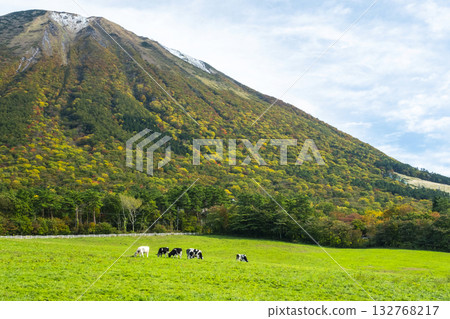 Cows grazing on Mt. Daisen in autumn colors near Mt. Daisen Makiba Milk Village 132768217