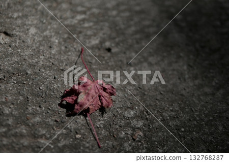 Autumn leaves falling on asphalt Autumn leaves falling on asphalt 132768287