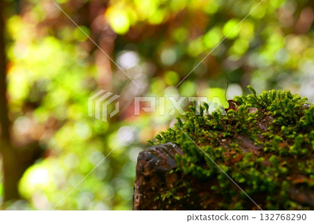 Moss growing from tree trunks 132768290