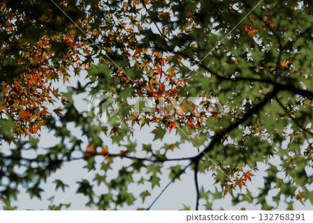 Close to autumn leaves 132768291