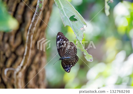 旅館花園裡的一隻妻紫斑蝴蝶。沖繩縣島尻郡慶良間群島座間味島座間味港 - 2025 132768298