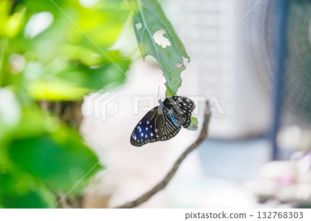 A Tsumamurasakimadara butterfly in the garden of a guesthouse. Zamami Port, Zamami Island, Kerama Islands, Shimajiri District, Okinawa Prefecture - 2025 132768303