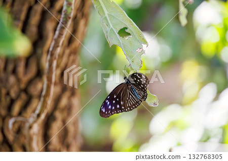 旅館花園裡的一隻妻紫斑蝴蝶。沖繩縣島尻郡慶良間群島座間味島座間味港 - 2025 132768305