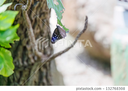 A Tsumamurasakimadara butterfly in the garden of a guesthouse. Zamami Port, Zamami Island, Kerama Islands, Shimajiri District, Okinawa Prefecture - 2025 132768308
