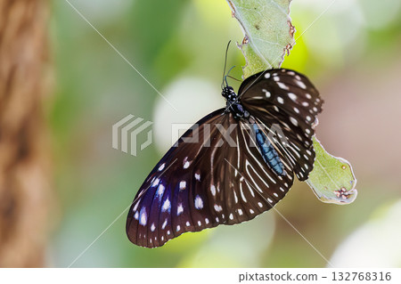 旅館花園裡的一隻妻紫斑蝴蝶。沖繩縣島尻郡慶良間群島座間味島座間味港 - 2025 旅館花園裡的一隻妻紫斑蝴蝶。沖繩縣島尻郡慶良間群島座間味島座間味港 - 2025 132768316