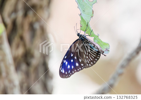 A Tsumamurasakimadara butterfly in the garden of a guesthouse. Zamami Port, Zamami Island, Kerama Islands, Shimajiri District, Okinawa Prefecture - 2025 A Tsumamurasakimadara butterfly in the garden of a guesthouse. Zamami Port, Zamami Island, Kerama Islands, Shimajiri District, Okinawa Prefecture - 2025 132768325