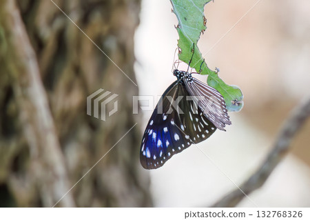 A Tsumamurasakimadara butterfly in the garden of a guesthouse. Zamami Port, Zamami Island, Kerama Islands, Shimajiri District, Okinawa Prefecture - 2025 132768326