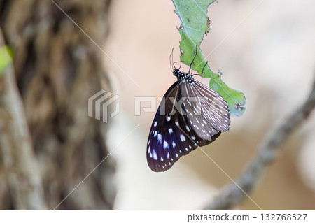 A Tsumamurasakimadara butterfly in the garden of a guesthouse. Zamami Port, Zamami Island, Kerama Islands, Shimajiri District, Okinawa Prefecture - 2025 132768327