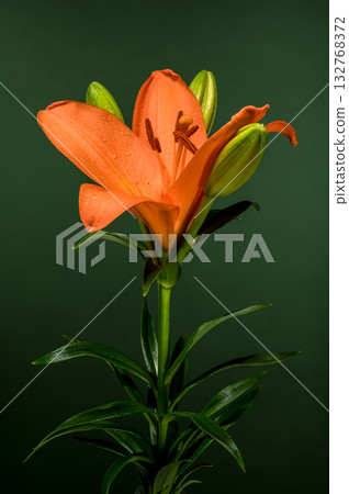 Orange Lily and Buds Against Deep Green Background 132768372