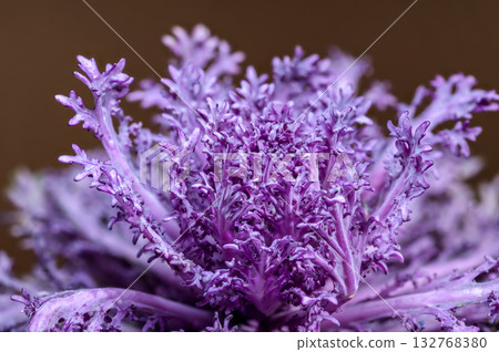 Vivid Purple Ornamental Cabbage Head Against a Warm Brown Backdrop Vivid Purple Ornamental Cabbage Head Against a Warm Brown Backdrop 132768380