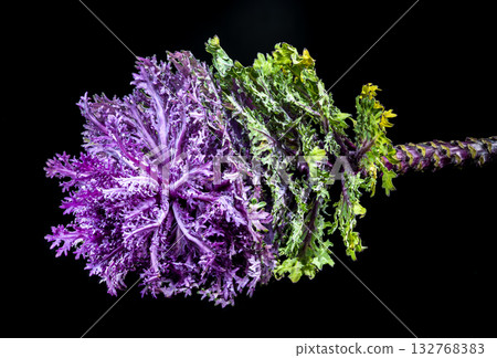 Dramatic Ornamental Cabbage with Vivid Purple and Green on Black Dramatic Ornamental Cabbage with Vivid Purple and Green on Black 132768383