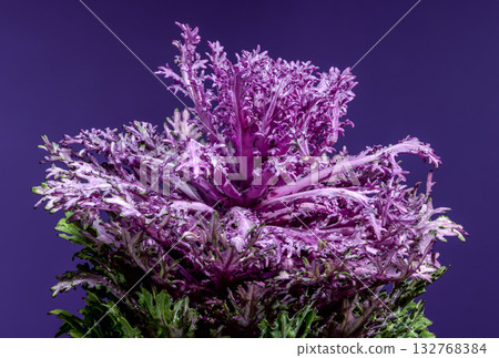 Decorative Flowering Cabbage Plant with Rich Purple and Green Leaves Decorative Flowering Cabbage Plant with Rich Purple and Green Leaves 132768384