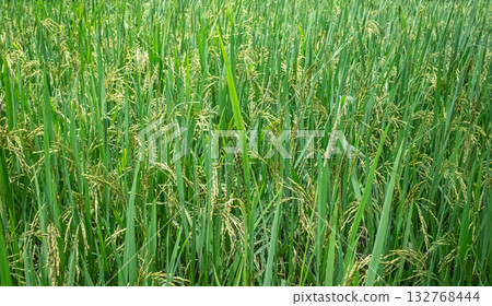 Rice field. Close-up to rice seeds in ear of paddy. Close up of yellow green rice field. Rice field. Close-up to rice seeds in ear of paddy. Close up of yellow green rice field. 132768444