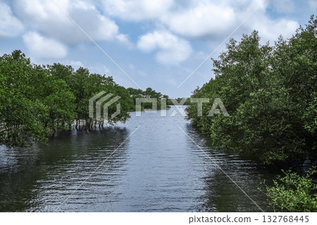 Tranquil Mangrove Forest with Serene Water Flowing Through Lush Greenery Under cloudy blue Sky. Tranquil Mangrove Forest with Serene Water Flowing Through Lush Greenery Under cloudy blue Sky. 132768445