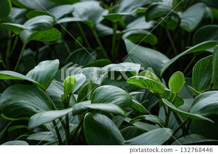 Beautiful leaves of Ipomoea pes caprae, bayhops, beach morning glory, or goat's foot. Beautiful leaves of Ipomoea pes caprae, bayhops, beach morning glory, or goat's foot. 132768446