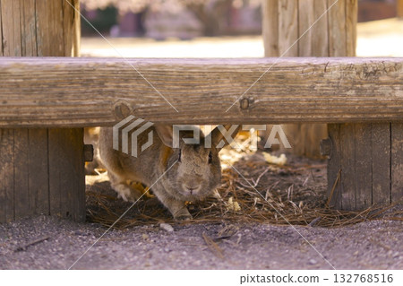 從板凳下 從板凳下 132768516