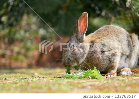 Cute rabbit Cute rabbit 132768517