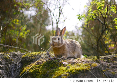 rabbit resting on a rock 132768518