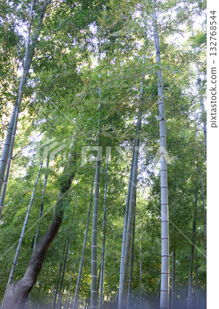 Bamboo forest - tall green bamboo grove in Japan Bamboo forest - tall green bamboo grove in Japan 132768544