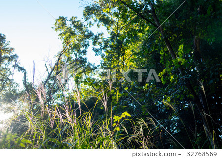 Japanese pampas grass swaying in the wind - Autumn pampas grass field 132768569