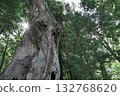 大樹  132768620