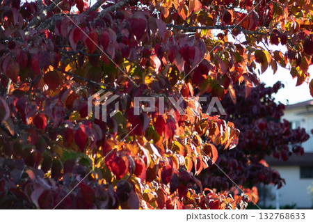 美麗的秋葉-藍天映襯著紅楓葉 美麗的秋葉-藍天映襯著紅楓葉 132768633